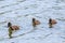 Ducklings Swimming, MallardÂ Duck Babies on Water Surface